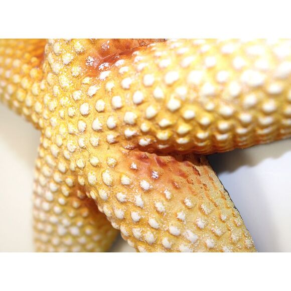 Sea Star Tan Starfish Wall Decor 9 Inch Resin Plaque - Picture 2 of 5